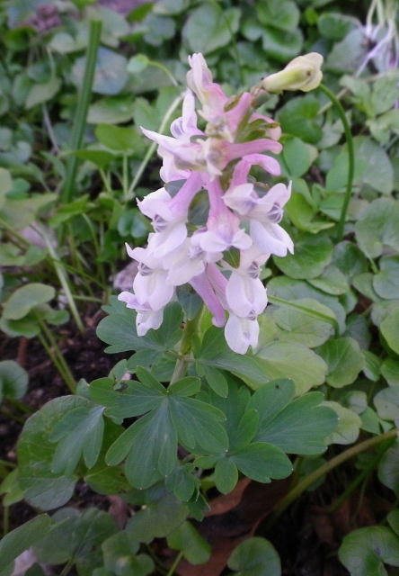 Corydalis cava